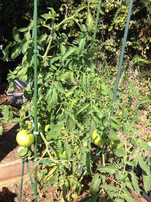 Mid-October and this Celebrity tomato plant is growing strong and tall.