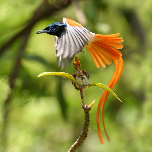 iainyork:  bird of Paradise (asian) by zahoor-salmi on Flickr 