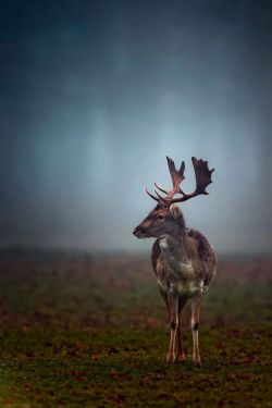 wonderous-world:  Fallow Deer by Nigel Pye