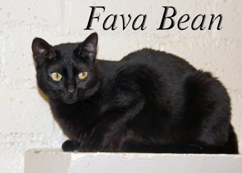 sgvhs:International Cats Day won’t be complete without our black beauty Fava Bean, who has been with