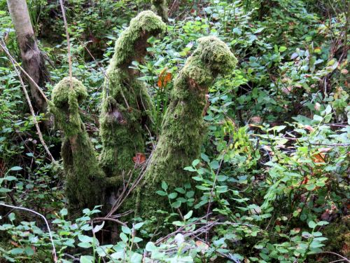 voiceofnature: A mossy fairytale from the Norwegian woods. 