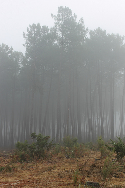 Matin d’automne dans la forêt landaise by Les photos de LN on Flickr.