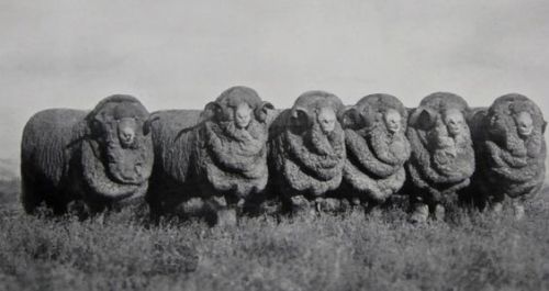 Stud Merino Rams, bred at Hadden Rig. Sold by Dalgety & Co., New South Wales, Australia, 1924.