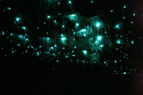  Blackreach in reality - Waitomo Glowworm Caves​​​​​World renowned and a magnet for both local and o