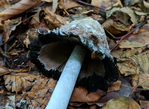  More fungi from my autumn hikes The first one, with its beautiful colours, is probably Xerocomellus