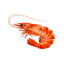 shrimp-diaries