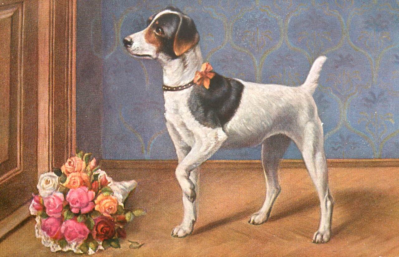 Terrier facing left with its left leg up facing door with bouquet of flowers - 1912 - via TuckDB