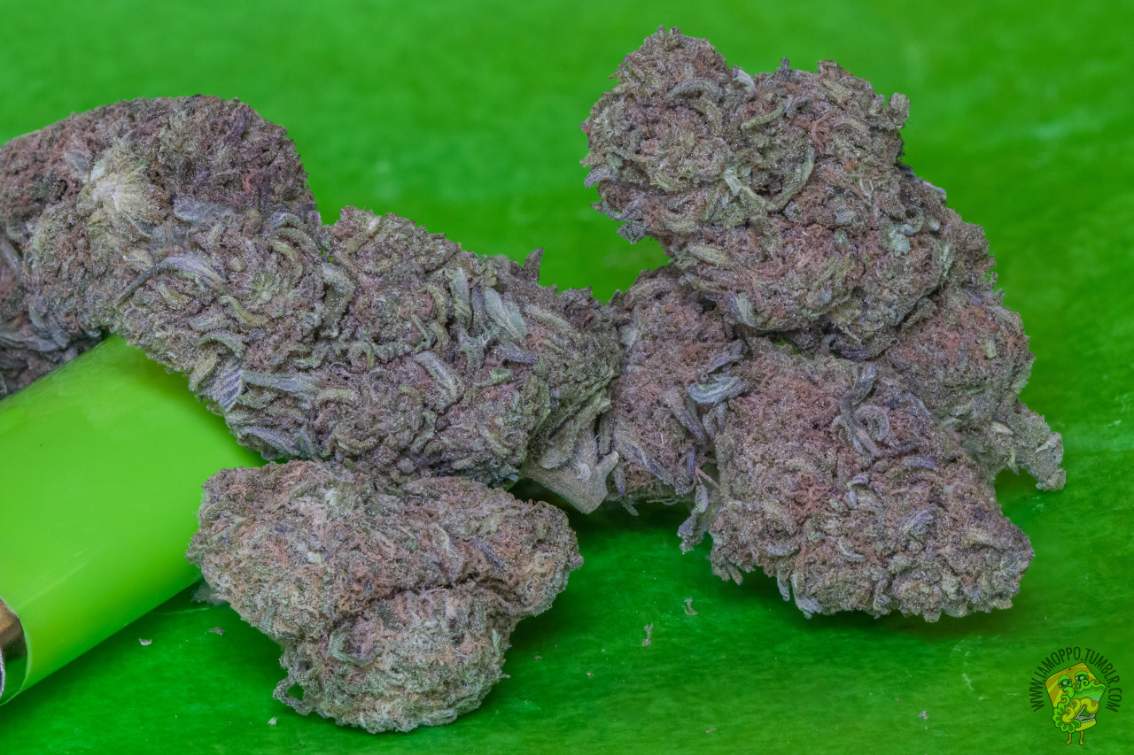 iamoppo:Mr. Nice (G13 x Hash Plant)