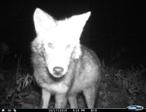 trailcams:source