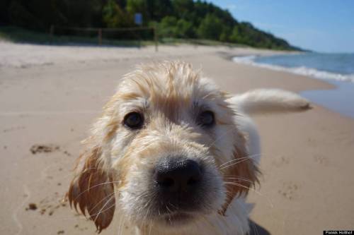 nakedwithshoes: nanalew:pup at da beach can’t not reblog SO PRECIOUS