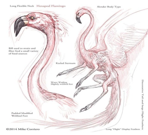 mikecorriero:What if Flamingos had 4 legs Digital Sketch #arttutorial #critters #digital artist #ske