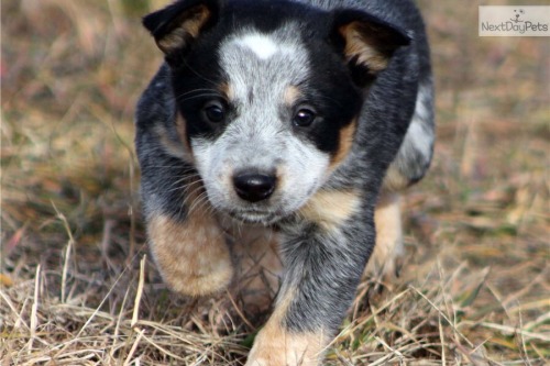 detourthroughlife:  PUPPIES. I WANT ONE SO BAD. 
