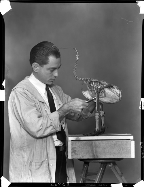 Taxidermy Tuesday, bird. Check out the modeled feet attached to the bones, they look pretty creepy.©