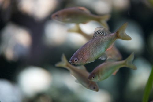 ヤリタナゴ学名：Tamakia Ianceolata分類：コイ目 コイ科[memo（アクア・トトの解説より引用）]マツカサガイやイシガイに産卵します。大型のタナゴで、釣りの対象のほか、すずめ焼として食