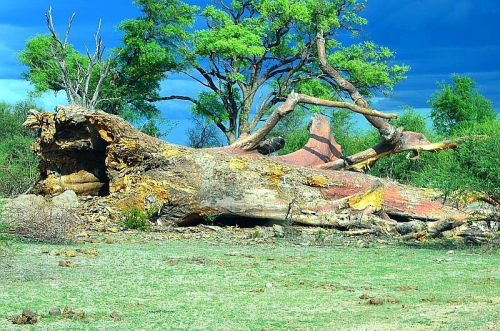 Botswana Ist Ein Weites Binnenland Mit Einem Umfang Von Circa 582 000 Quadratkilometern. Zwei Drittel