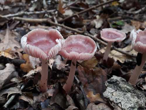 Epping Forest, London, UK, October 2021Rosy bonnets (Mycena rosea) It’s rosy bonnet season baby!!!! 