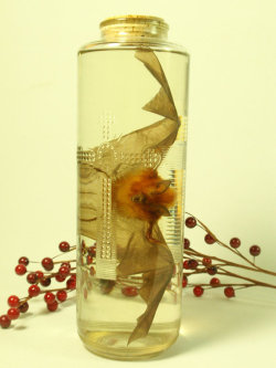 odd-titties:  Preserved Bat in Vintage Glass