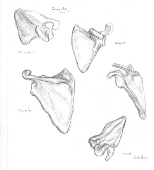 Scapula Sketches by Astrikos