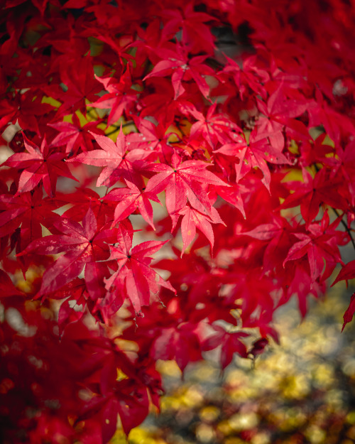 Autumn leaves nstagram : @446i
