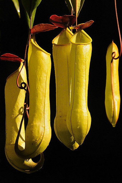 blooms-and-shrooms: Pitcher plant (Nepenthes distillatoria), Sri Lanka by KSberg on Flickr.