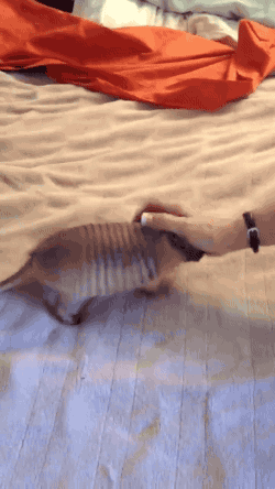 daddies-sugar-kitten:  gifsboom:  Baby armadillo.   This precious baby 😭😭😭💕