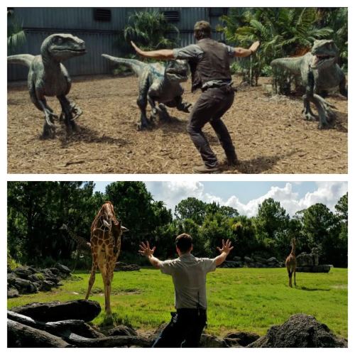 cosplaymutt: nerdistindustries: FTW. Zookeepers and trainers around the world are recreating Chris P