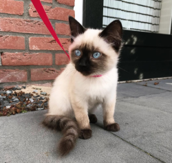 justcatposts:  Exploring the outside world