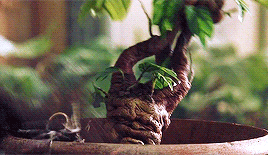 threebroomsticks:“Mandrake, or Mandragora, is a powerful restorative,’ said Hermione, sounding as us