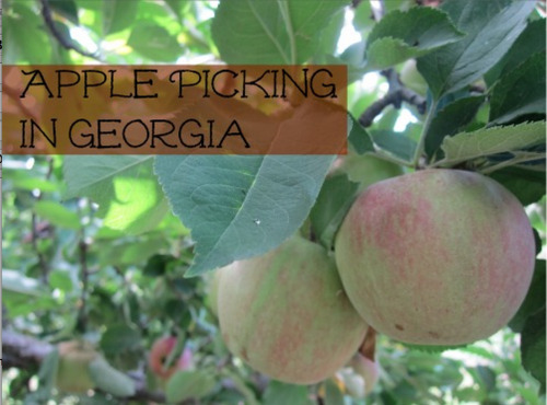 Welcome Fall in Georgia with Apple Season!
