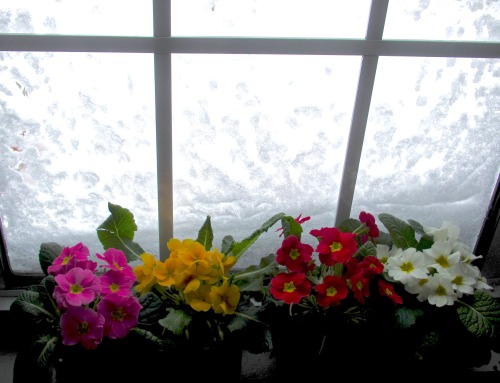 Waiting it out.Primroses help during a blizzard!