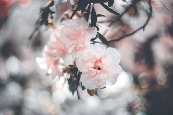 vintagepales2: by   Anastasia Sergacheva  