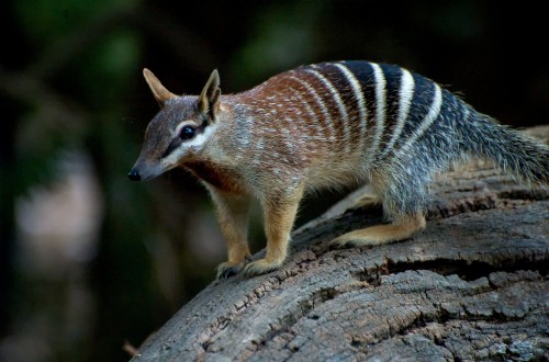 end0skeletal-undead:Numbat bydilettantiquity