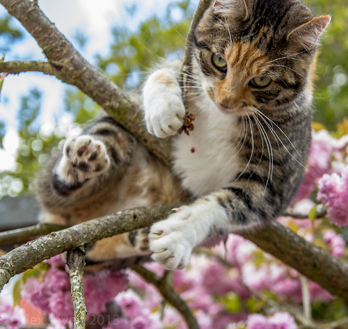 mostlycatsmostly:  Esther’s Tree Explorations  (by aj 1982) 