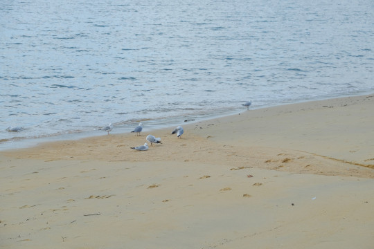 Kaiteriteri Beach