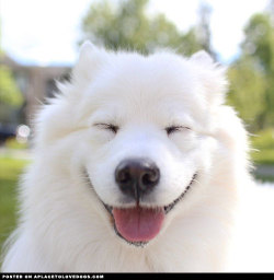 aplacetolovedogs:  A big happy, squinty Samoyed smile. Someone must be happy it’s Friday! To see some more great dog photos visit rachelbarkman @zivahthesamoyed For more cute dogs and puppies