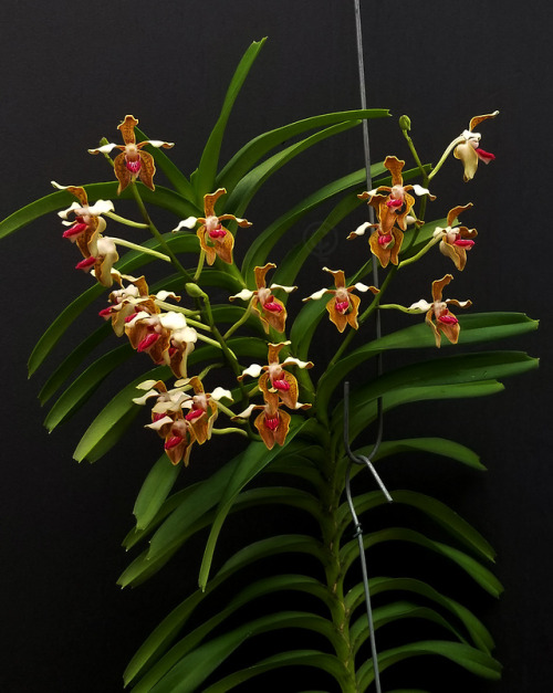 Vanda Lauren Gardiner (tessellata “pink lip” x cristata) {Hybrid}