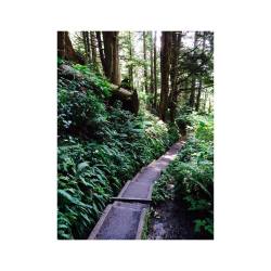 Ðÿœ² Today&Amp;Rsquo;S Wanderings #Washington #Seattle #Nature #Forest