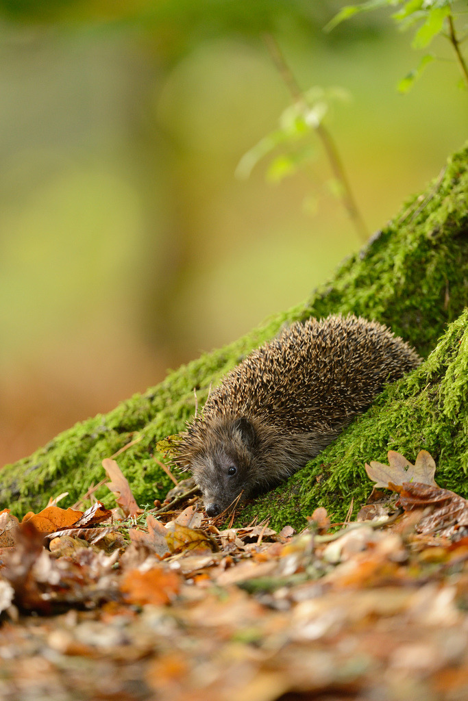 gardenofgod:  Hedgehog, by Ben Andrew.