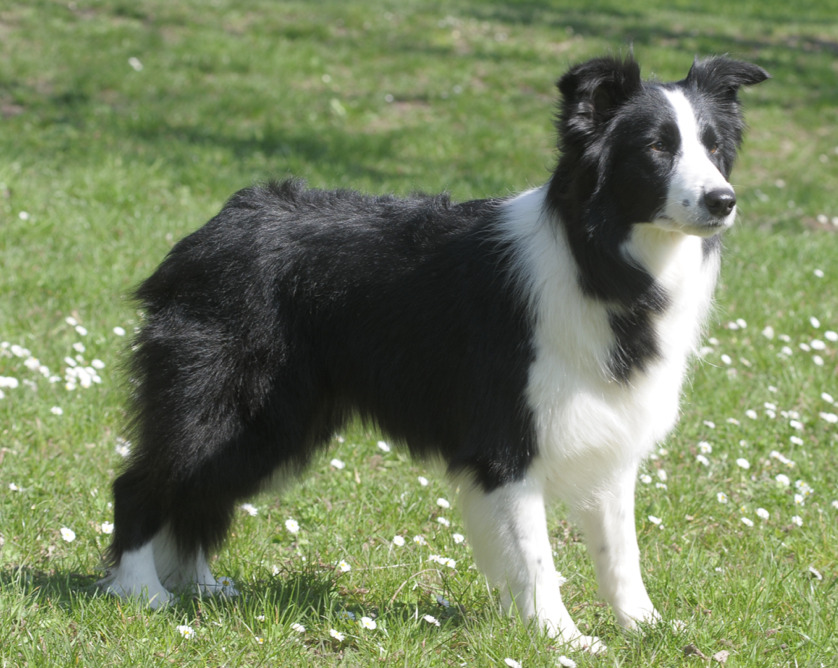 Lovely Border Collie Il Border Collie Caratteristiche