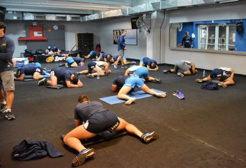 giantsorcowboys:  Ready To Spring Into ActionThe Pumas Make Sure That They Are Limber To Spring Into The Scrum!Stretch Those Muscular Hindquarters, Baby!