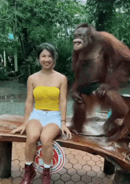 honkykong72:googifs:This orangutan’s shennanigans get better with every loop!