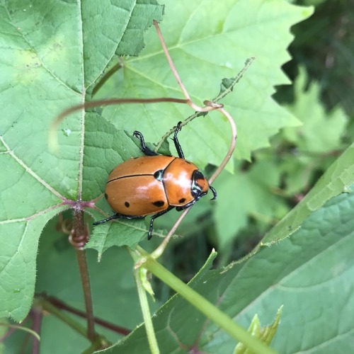 i like big BUGS and i cannot lieeta: oh my god i was looking up the ID for that beetle because i fig