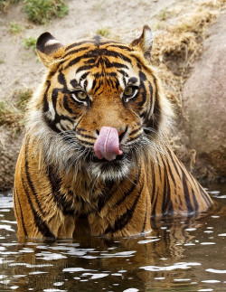 tulipnight:  Tiger by FarhadFarhad .(Farhad Jahanbani) on Flickr. 