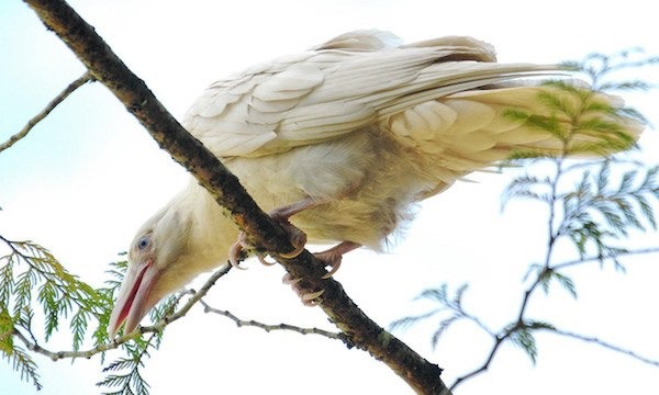paganalia: The white ravens of Qualicum Beach, Vancouver Island in British Columbia,