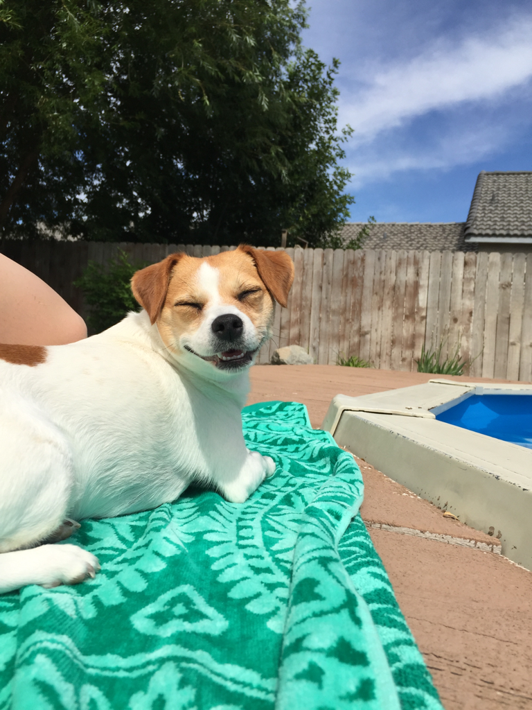 Dog cheesin’ for the camera (Source: http://ift.tt/1KrDNmc)