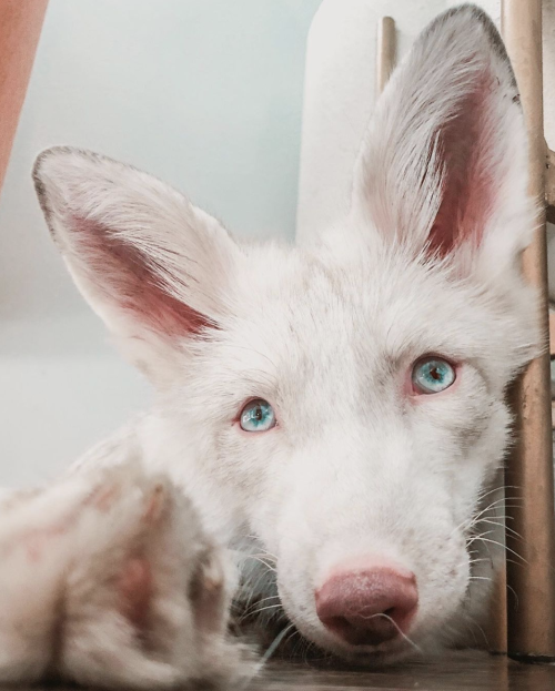 animals-addiction:The white fox