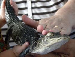 pelvicbone:obsoletesystem:coneygoil:Alligators apparently have a “sweet spot” like cats and dogs do.this is a strange cat but its still very cute