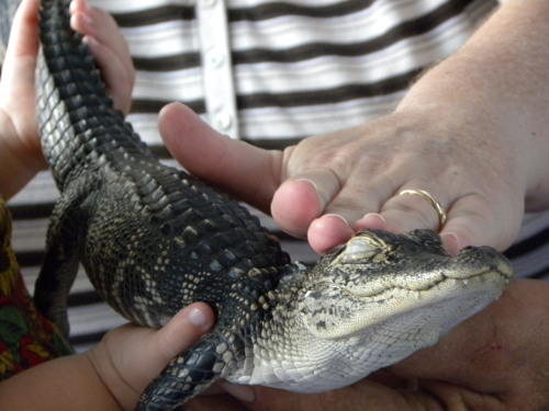 obsoletesystem:coneygoil:Alligators apparently have a “sweet spot” like cats and dogs do.this is a s