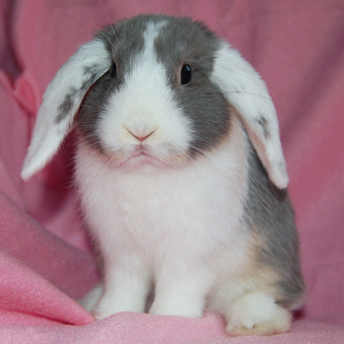 noahandfaline: Faline, 3 months old.
