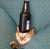 catasters: